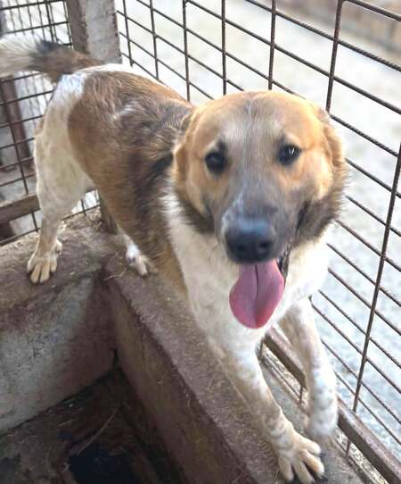 Adopter Lucien