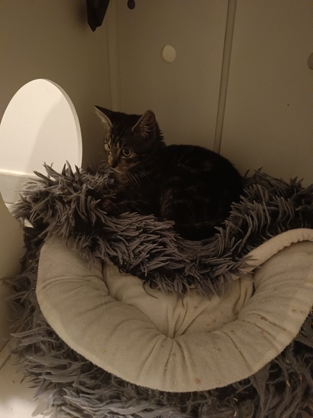 Adopter Brownie