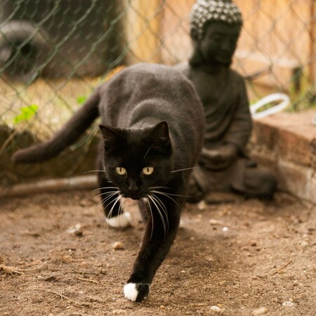 Adopter Basiléa