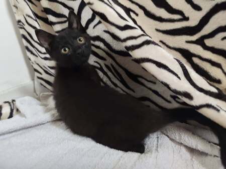 Adopter Bricole 