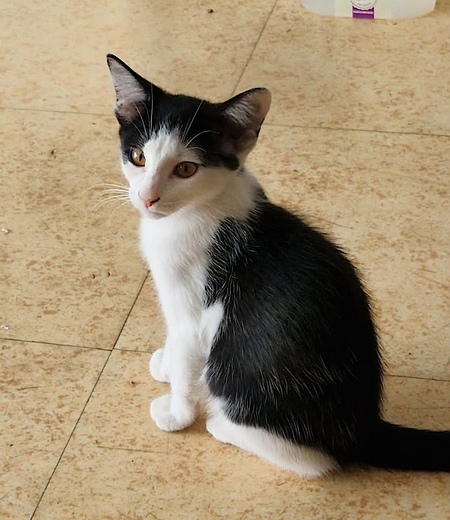 Adopter SUCHI