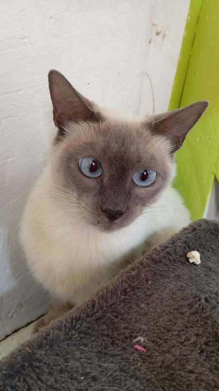Adopter ROMANE