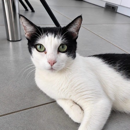 Adopter Pralinette