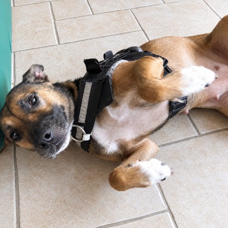 Adopter Mia