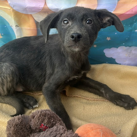 Adopter Onyx