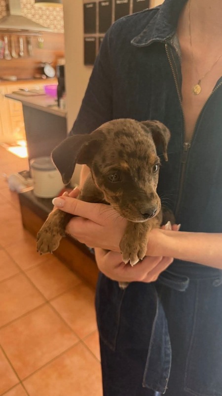 Adopter Teddy