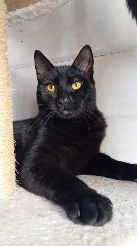 Adopter MILKSHAKE