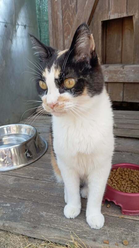 Adopter CLEA