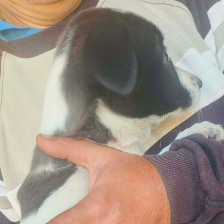 Adopter CORA