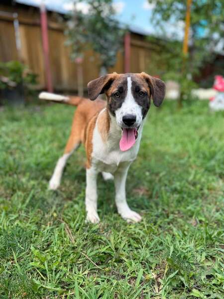 Adopter CALENDULA