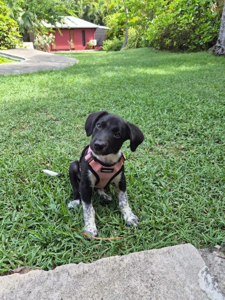 Adopter Yuka