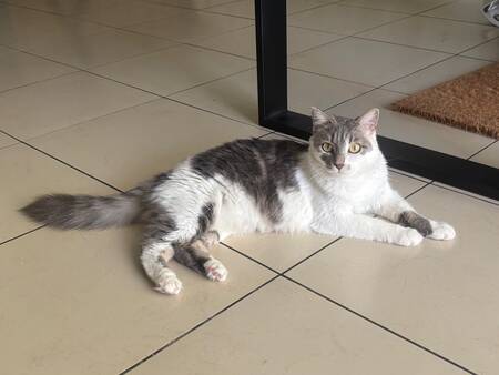 Adopter Duchesse 
