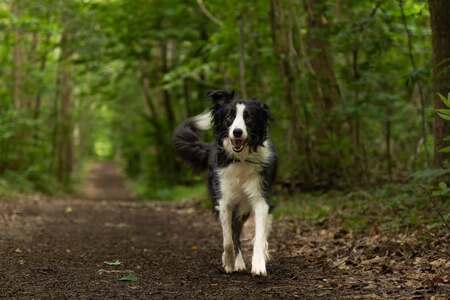 Adopter Meadow