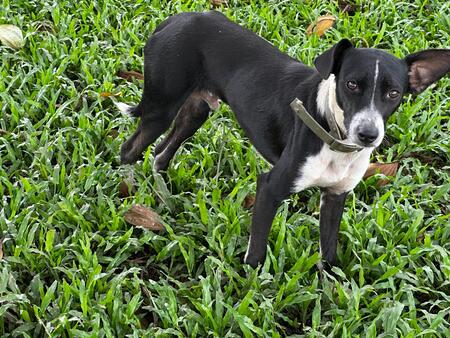 Adopter Frisco