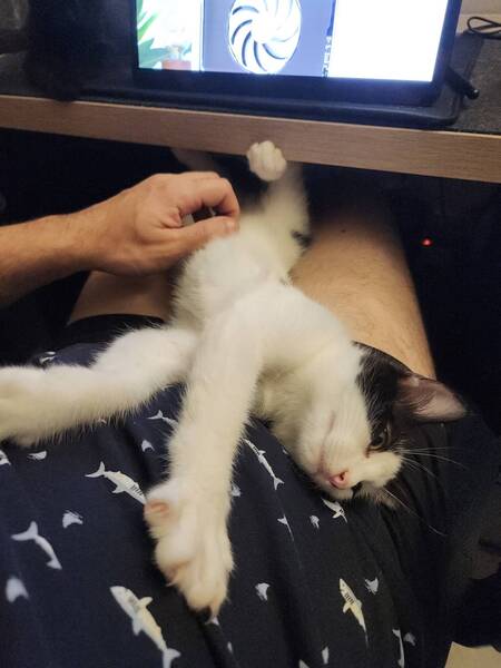 Adopter Blossom