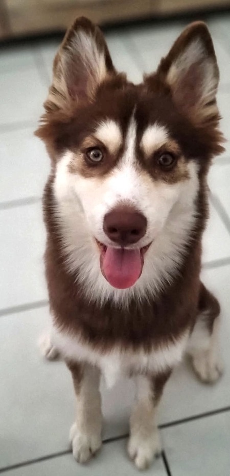 Adopter Billie