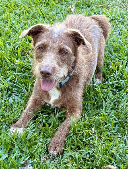 Adopter association PLUM