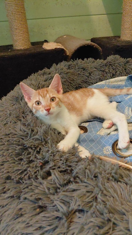 Adopter Isaure
