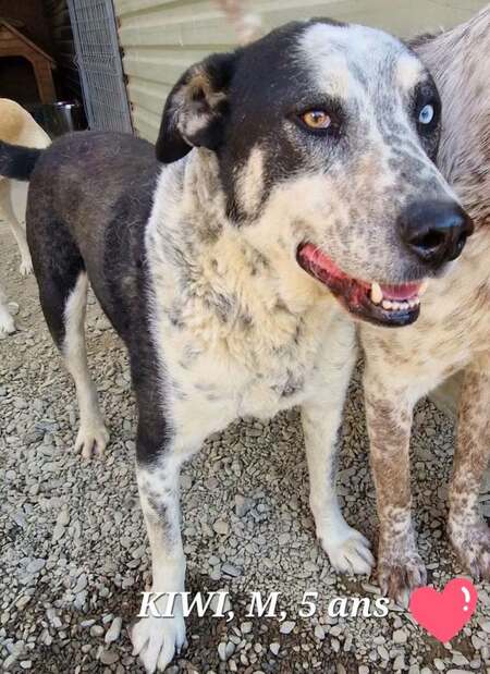 Adopter Kiwi