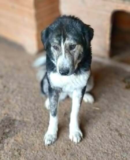 Adopter Majo
