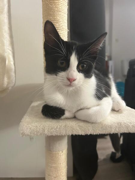 Adopter Fraise