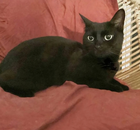 Adopter Zyrä