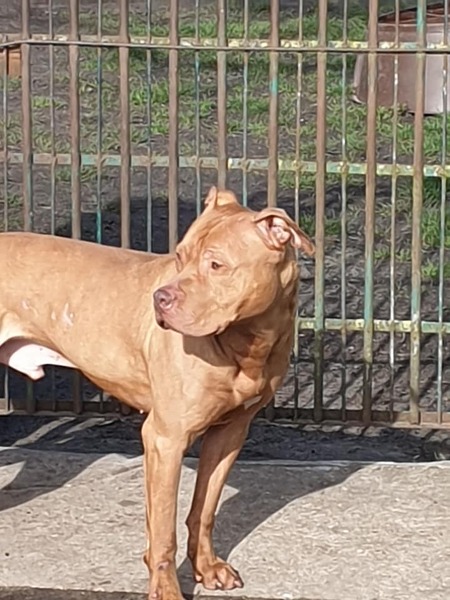 Adopter Marley