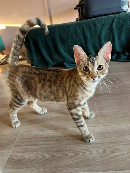 Adopter Myra