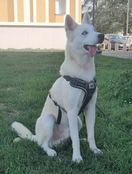 Adopter Atlas