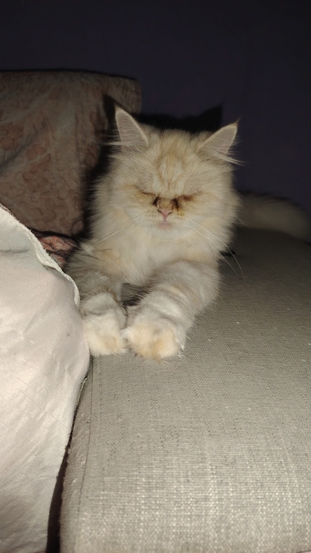 Adopter Lili