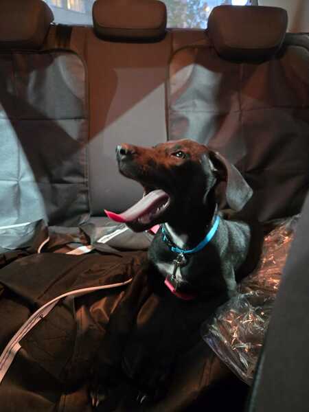 Adopter Mimi