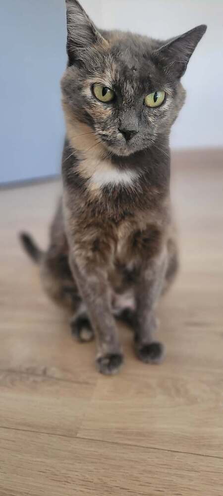 Adopter Satie