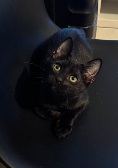 Adopter Luther