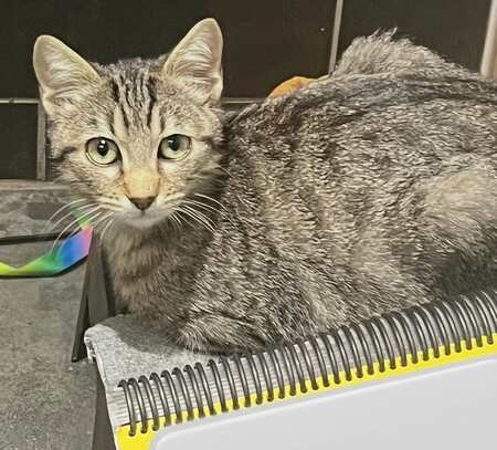 Adopter Balzac et Sézane