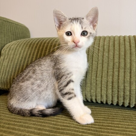 Adopter Tsuki
