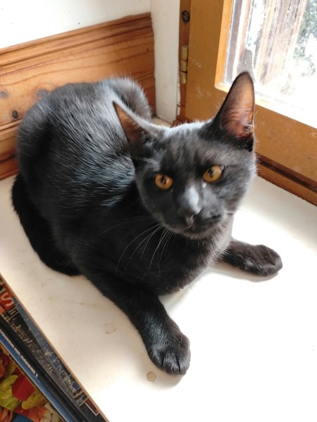Adopter Bonbon