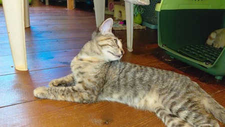 Adopter Pia