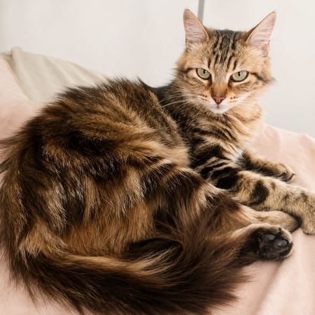 Adopter Fifi