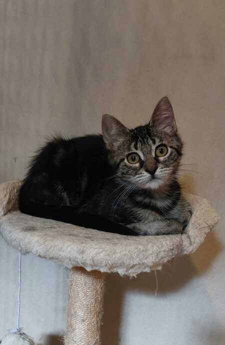 Adopter Shadow