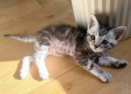 Adopter Goudurix 