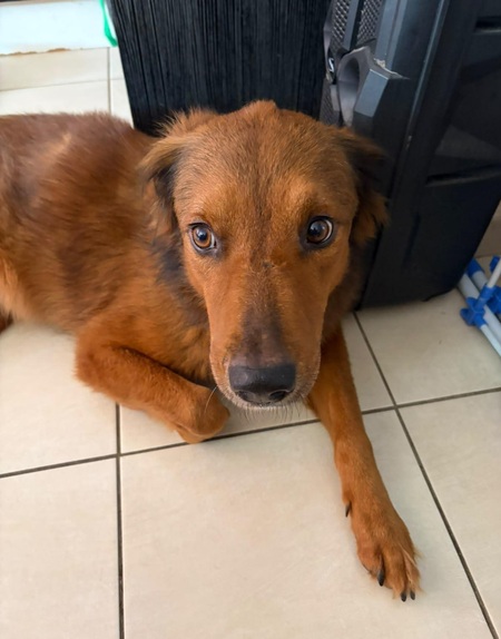 Adopter Sweety