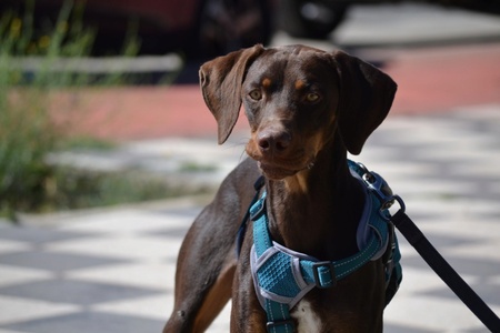 Adopter Gaston