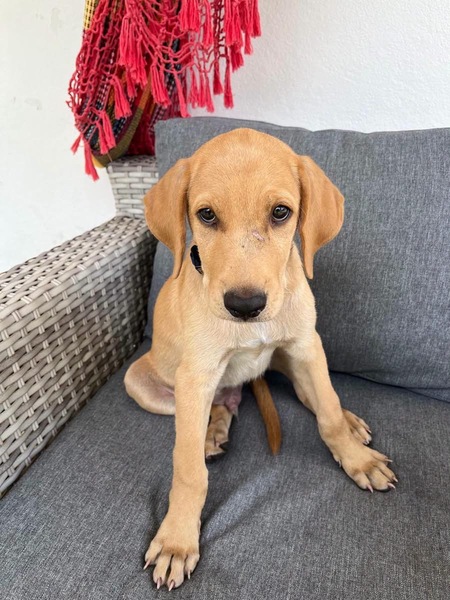 Adopter Chabin