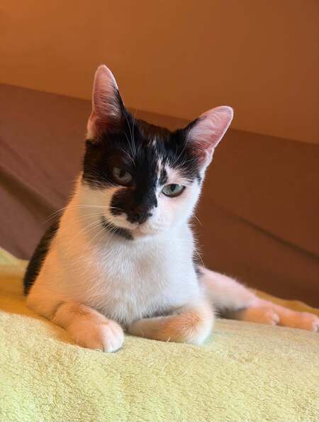 Adopter Alabama