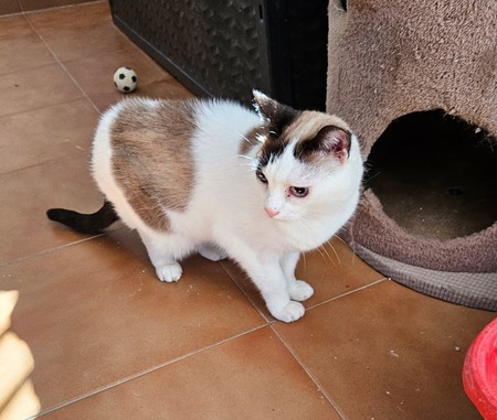 Adopter Fendi