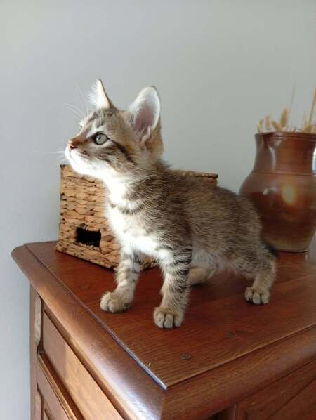 Adopter Kodai