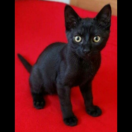 Adopter Isis 