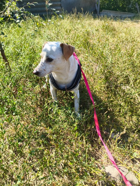 Adopter HARRY, de Ukraine