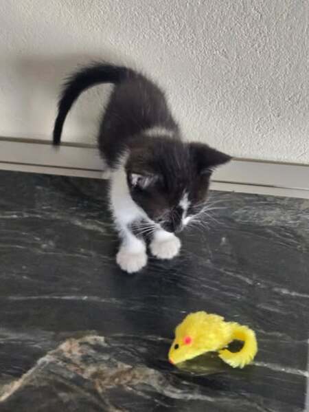 Adopter Pistache