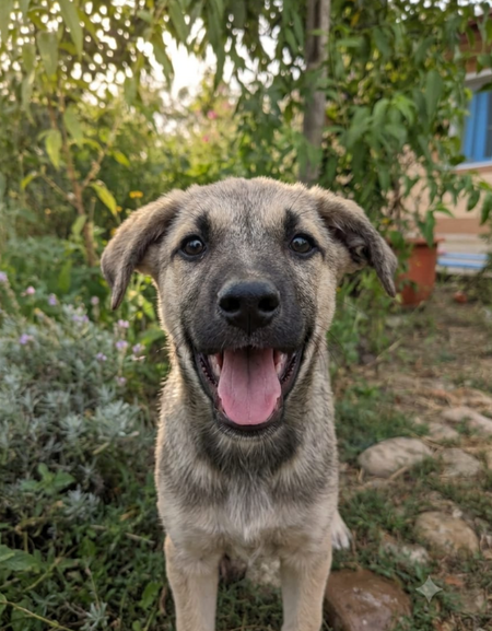Adopter Andrie